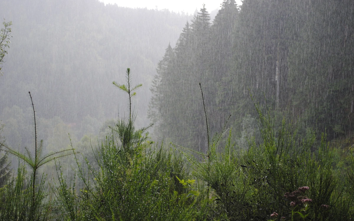 Wittichen (Black Forest)